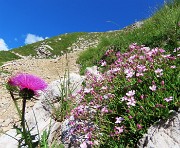 Sentiero dei fiori-alto-sent. 244-da Capanna 2000-3ag24- FOTOGALLERY